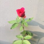 Ishika Singh Instagram – Peace lily and rose in my garden … #peacelily #peacelilyplant #rose #rosebud #gardening #lovemyplants