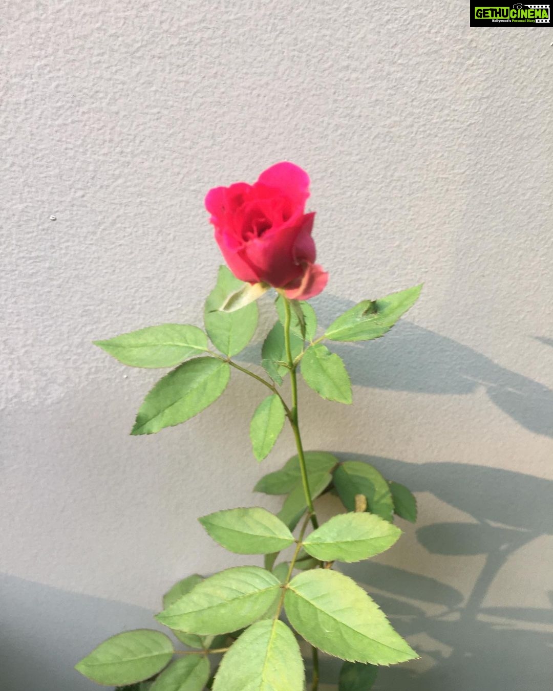 Ishika Singh Instagram - Peace lily and rose in my garden ... #peacelily #peacelilyplant #rose #rosebud #gardening #lovemyplants