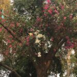 Ishika Singh Instagram - Beautiful bougainvillea.My Bougainville Love 💕 #Bougainville #bougainvilleas #bougainvillealovers
