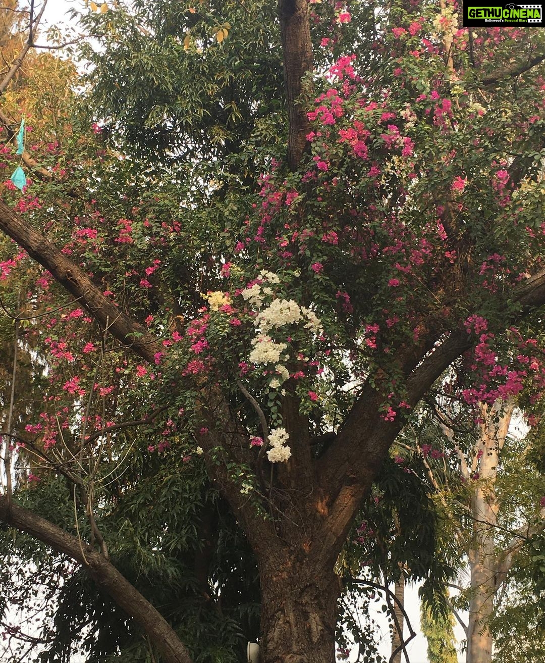 Ishika Singh Instagram - Beautiful bougainvillea.My Bougainville Love 💕 #Bougainville #bougainvilleas #bougainvillealovers