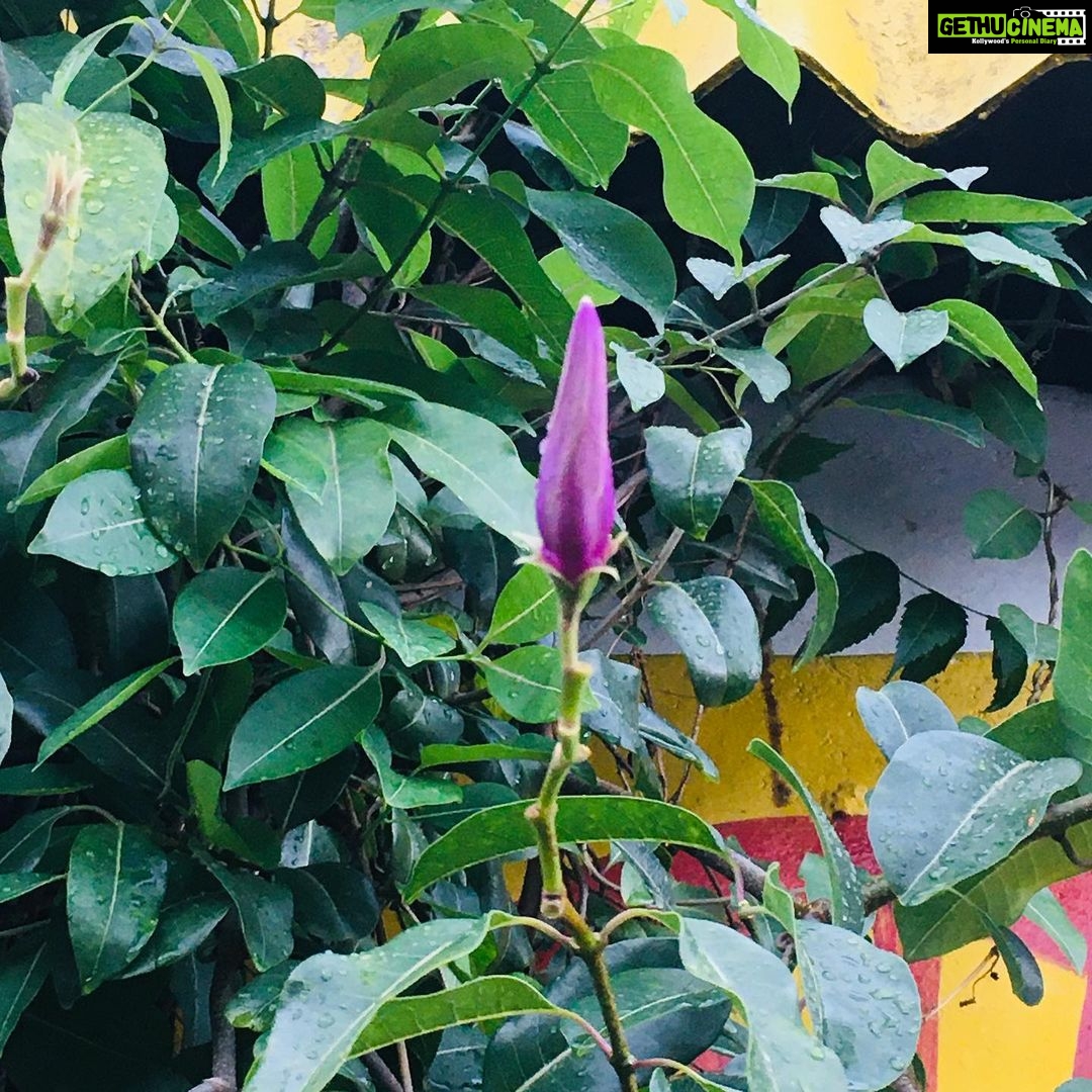 Ishika Singh Instagram - When it Rains, Everything Becomes More Wonderful . Sunlight and a light rain once in a while keep flowers happy, growing and fresh #monsoonseason #flowers🌸 #monsoonsunlight #sunlightandrain #monsoonflowers🌸