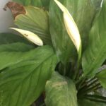 Ishika Singh Instagram - Peace lily and rose in my garden ... #peacelily #peacelilyplant #rose #rosebud #gardening #lovemyplants