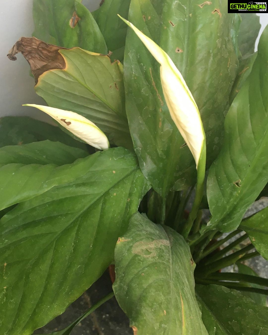 Ishika Singh Instagram - Peace lily and rose in my garden ... #peacelily #peacelilyplant #rose #rosebud #gardening #lovemyplants