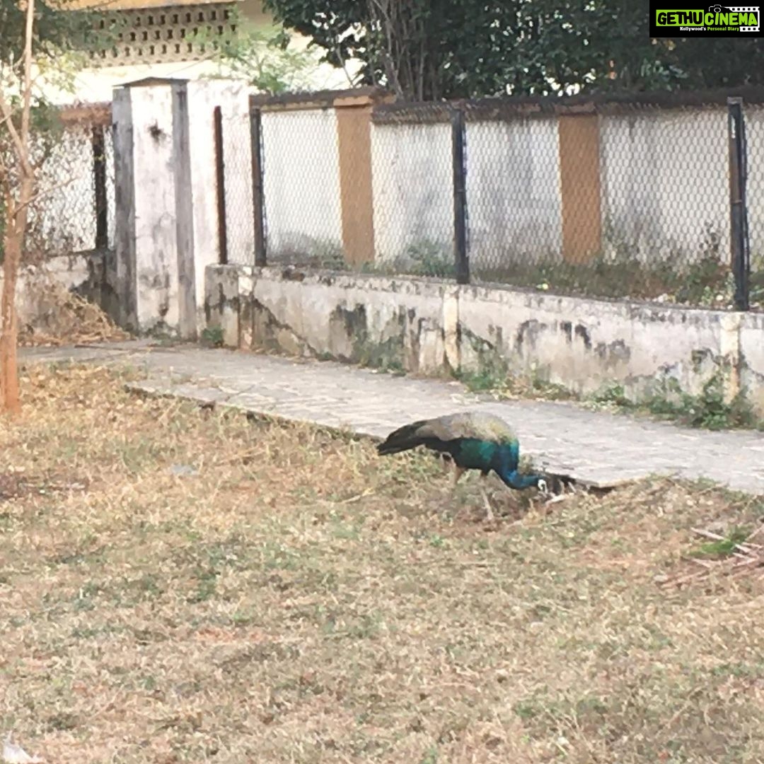 Ishika Singh Instagram - It was indeed a lucky evening walk ... spotted peacock 🦚 during my walk #walkingstreet #walking #eveningwalks👣 #walkingtolooseweight #walkingtolooseinches #peacock #naturelover