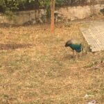 Ishika Singh Instagram - It was indeed a lucky evening walk ... spotted peacock 🦚 during my walk #walkingstreet #walking #eveningwalks👣 #walkingtolooseweight #walkingtolooseinches #peacock #naturelover