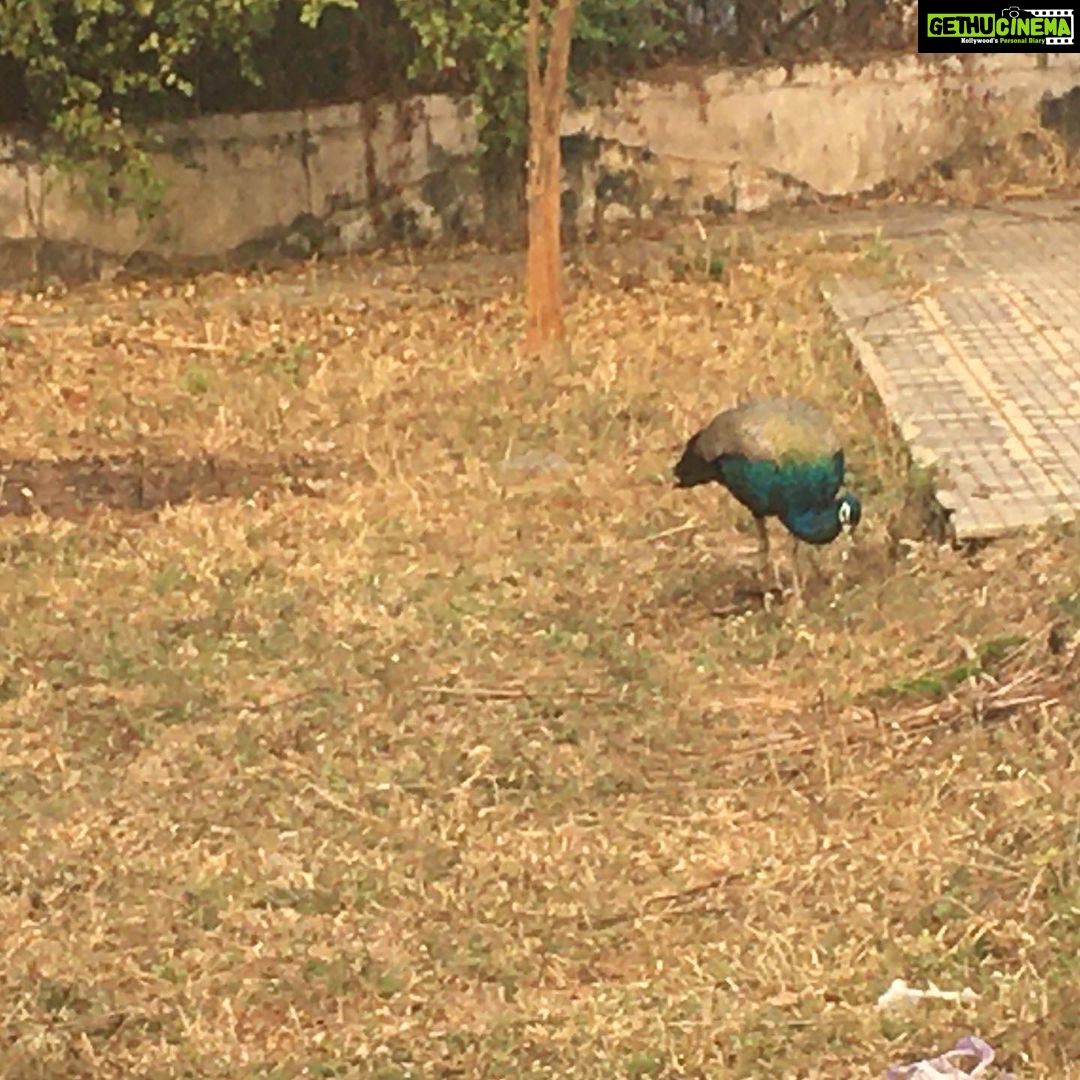 Ishika Singh Instagram - It was indeed a lucky evening walk ... spotted peacock 🦚 during my walk #walkingstreet #walking #eveningwalks👣 #walkingtolooseweight #walkingtolooseinches #peacock #naturelover