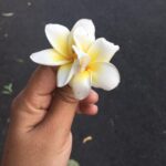 Ishika Singh Instagram - Found this beauty this morning , who said I walk alone ;) .... can anyone help me with its name ... #nametheflower #morningwalk #amnotalone