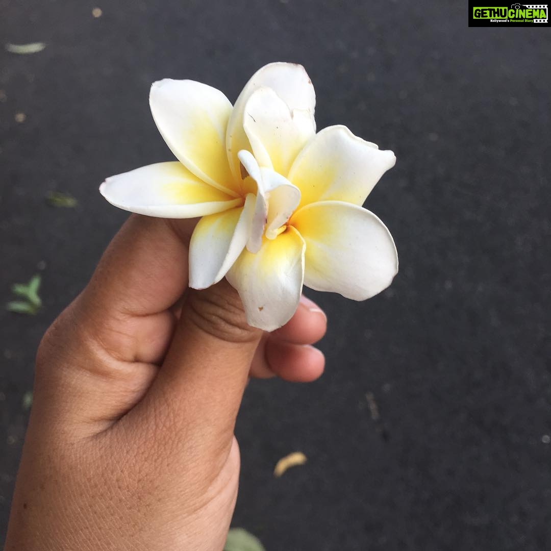 Ishika Singh Instagram - Found this beauty this morning , who said I walk alone ;) .... can anyone help me with its name ... #nametheflower #morningwalk #amnotalone