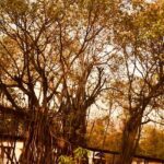 Ishika Singh Instagram - “ A walk to remember “ #walktoremember #photographylove #comfortandhappiness #naturephotography