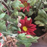 Ishika Singh Instagram - Flower blossom in my balcony #flowers #flowerblossom #balconygarden #gardening #smallflowerpot