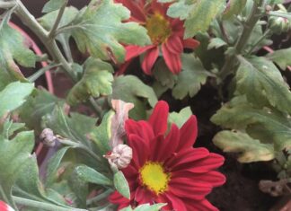 Ishika Singh Instagram - Flower blossom in my balcony #flowers #flowerblossom #balconygarden #gardening #smallflowerpot