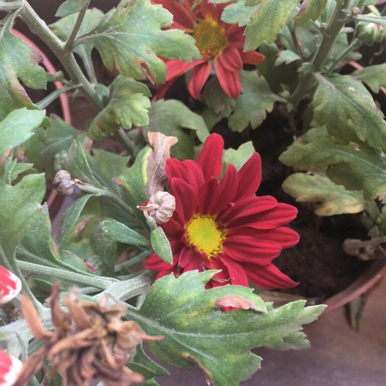 Ishika Singh Instagram - Flower blossom in my balcony #flowers #flowerblossom #balconygarden #gardening #smallflowerpot