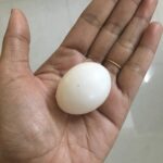 Ishika Singh Instagram – Which birdie hatched this egg ??? #birdie #birdeggs #birdegg