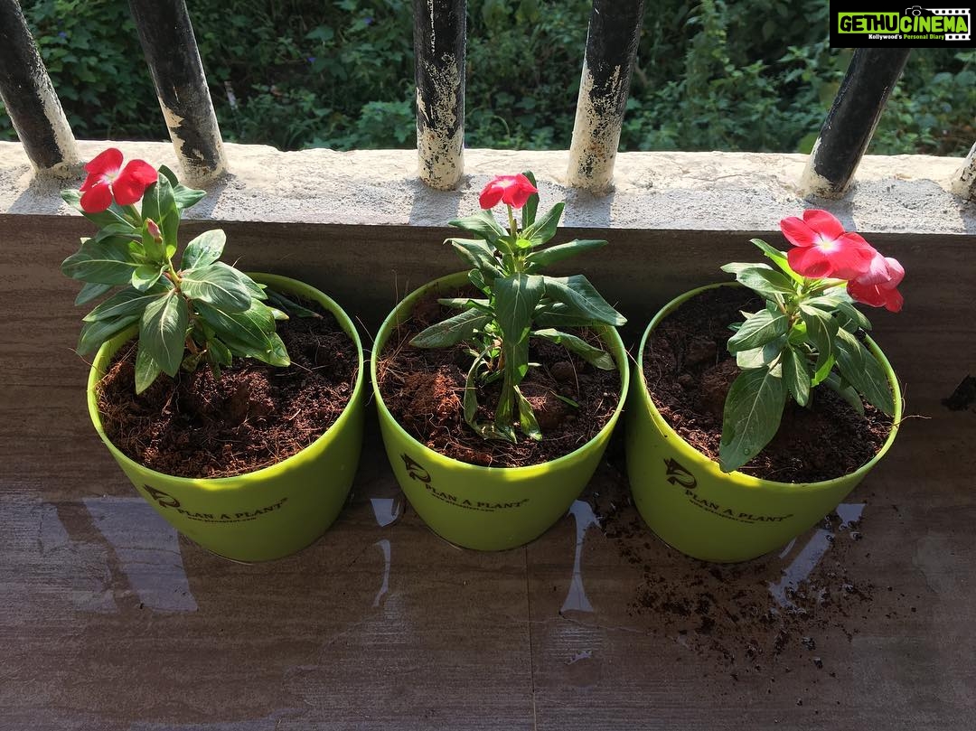 Ishika Singh Instagram - Thanks plantaplant for this gift for my new flat . first plants 🌱 in my home . #planaplant #planaplant #kobbarimattasongpromo