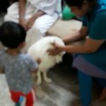 Ishika Singh Instagram - My dear Damroo is so smart that he minds his own business , sneaks into neighbours house and .. the min he gets ,what he wants ...he leaves ...#doglover #doglovers #damroo #pawsome #dogsandkids #dogsofinstagram #smartdoggy #smartdog #indianspitz #cutest @umadevi1264 @subhaasree