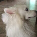 Ishika Singh Instagram - Look how his ears pop up when he listen to walk #petlovers #petlove #damroo #pawsome #doglovers #doglove #walkingwithdog🐾👣