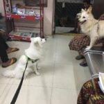 Ishika Singh Instagram - They spoke to each other for long ... #doglovers #doglover #petlovers #pawsome #paws🐾 #damroo
