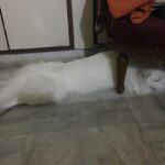 Ishika Singh Instagram - My guardian angel 👼 . He sleeps much before me ... and wakes up after me ;) #damroo #doglovers #doglover #petlovers #paws🐾 #pawsome