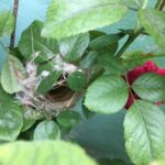 Ishika Singh Instagram - Happy to see a little 🐦 birdies nest in my garden #littlebirdies #birdsnest #nesting #naturesmiracles #beauty #roseflowers🌹 #loveflowers🌸