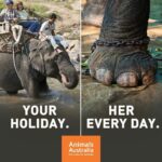 Ishika Singh Instagram - Stop these rides . They r no more fun ! #animalcruelty #animallovers #animalabuse #peta #saveanimallife #animalrides