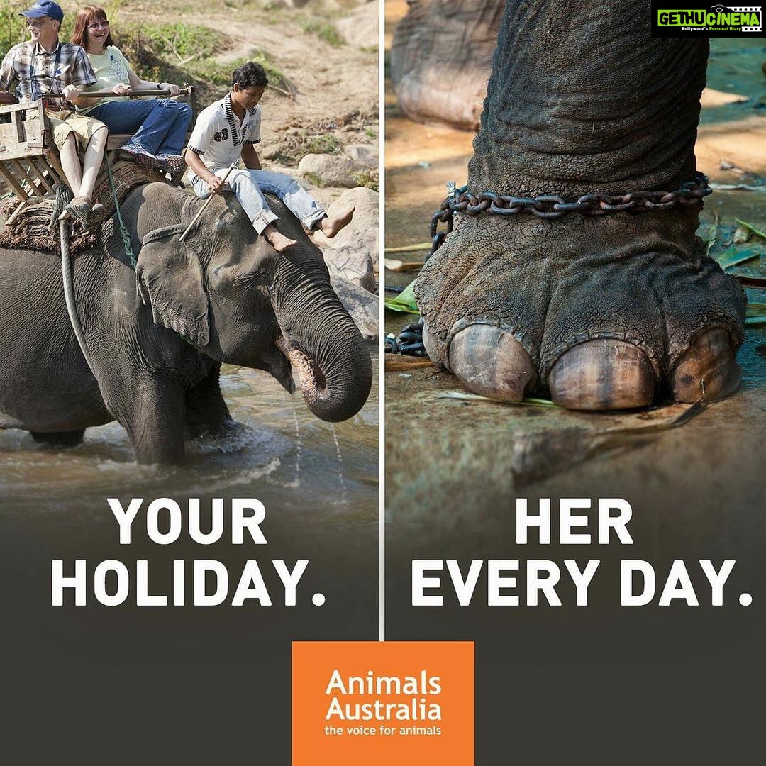 Ishika Singh Instagram - Stop these rides . They r no more fun ! #animalcruelty #animallovers #animalabuse #peta #saveanimallife #animalrides
