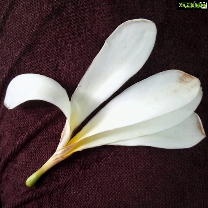 Ishika Singh Instagram - Flower beauty #flowerbeauty