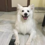 Ishika Singh Instagram - Love u loads ... to moon to stars to everything .... my best friend and my love 😍 Damroo #damroo #cutnessoverloaded❤😘😘😘💞💖💗👍 #petlover #doglovers #pawsome