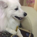 Ishika Singh Instagram - Love when he holds something in his 🐾 #pawsome #paws #doglover #doglovers #damroo #puppy❤️