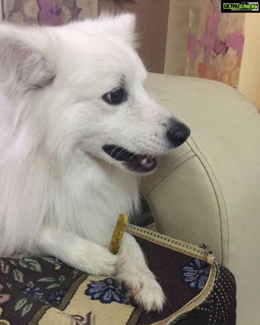 Ishika Singh Instagram - Love when he holds something in his 🐾 #pawsome #paws #doglover #doglovers #damroo #puppy❤️