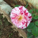 Ishika Singh Instagram - Morning everyone ...this beautiful nature’s gift 🎁 is for u all . Let’s b like this flower inside and out and spread lovely fragrance #flowers #roses🌹 #differentroses #imperfectflower