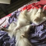 Ishika Singh Instagram – So…. how is he sleeping 😴 #damroo #petlovers #pawsome #sleepingdog #sleepingbeauty #sleepingtime