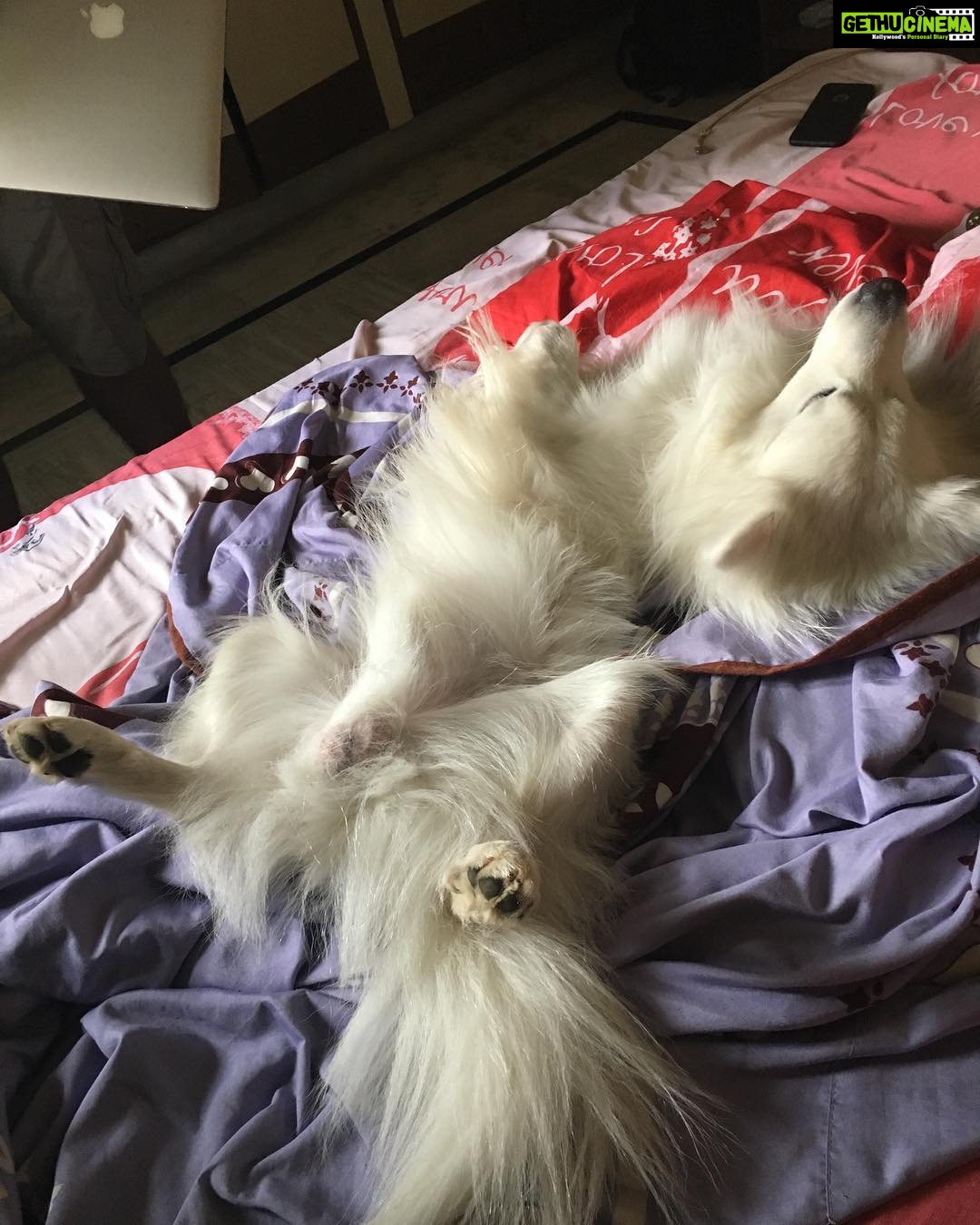 Ishika Singh Instagram - So.... how is he sleeping 😴 #damroo #petlovers #pawsome #sleepingdog #sleepingbeauty #sleepingtime