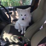 Ishika Singh Instagram - When my boy refuses to get down the car n am getting late for work #doglovers #pawsome #doglover #damroo
