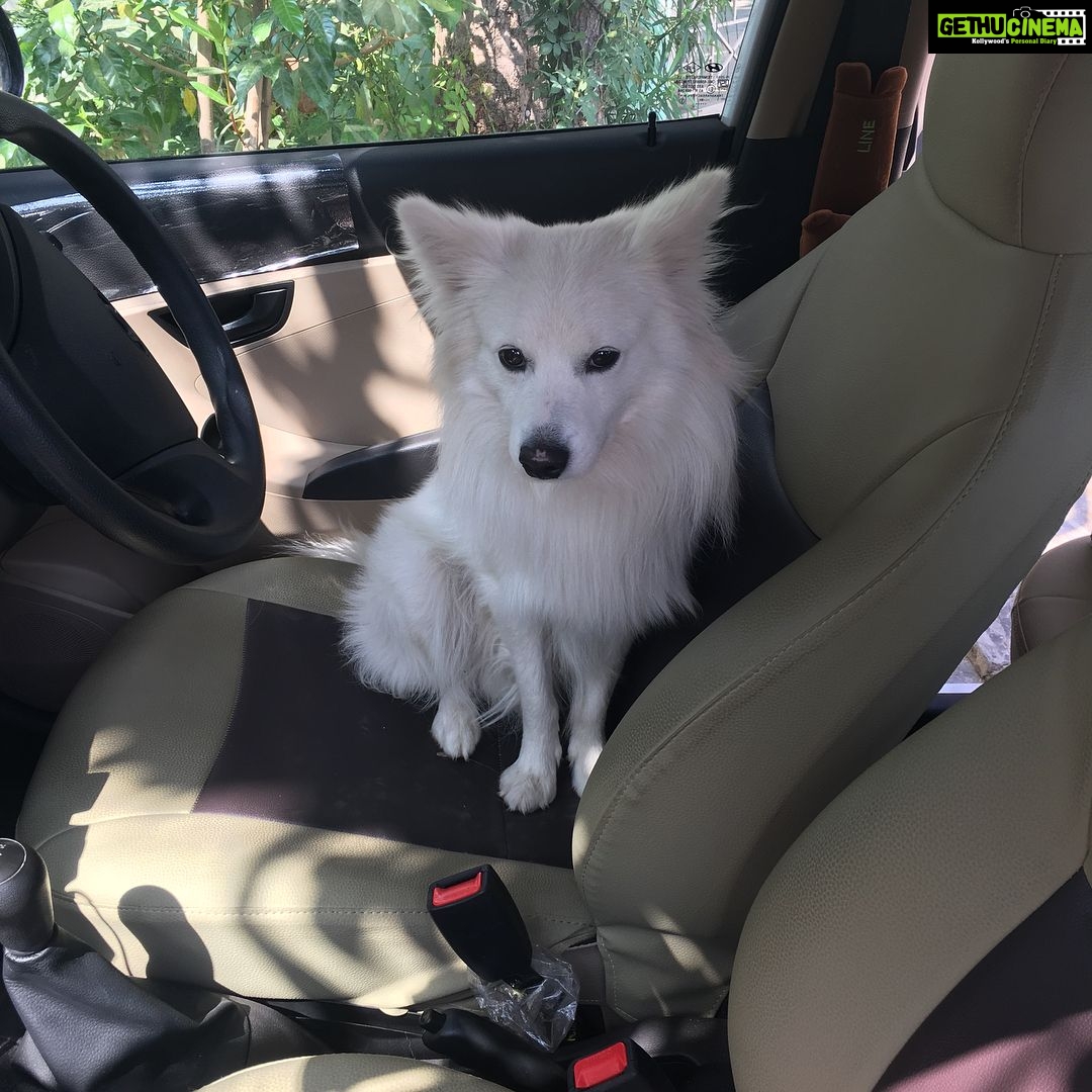 Ishika Singh Instagram - When my boy refuses to get down the car n am getting late for work #doglovers #pawsome #doglover #damroo