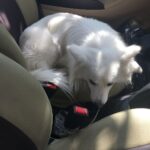 Ishika Singh Instagram - When my boy refuses to get down the car n am getting late for work #doglovers #pawsome #doglover #damroo