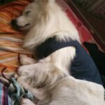 Ishika Singh Instagram - It's Xmas and my Santa is sleeping #lazydog #lazysanta🎅🏻 #merrychristmas #doglovers #petlovers #pawsome