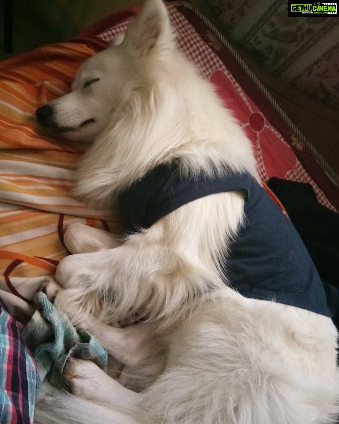 Ishika Singh Instagram - It's Xmas and my Santa is sleeping #lazydog #lazysanta🎅🏻 #merrychristmas #doglovers #petlovers #pawsome