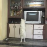 Ishika Singh Instagram - When my little one tries to search his treats all by him self #petlovers #dogsofinstagram #doglovers #doglover🐶 #pawsome #damroo