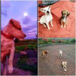 Jackie Shroff Instagram – All they need is Love ❣ …. Save and Protect Animals.
#WorldAnimalWelfareDay