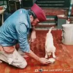 Jackie Shroff Instagram - #Repost @the_zara_animal_project • • • • • • Driving back from village Malvande 3 months ago, a cream little furry bundle running across the way caught Mr.Jackie Shroff’s eyes. He asked the driver to stop immediately and picked him up. There was no way of leaving him back on the road specially with a wound on his head and those innocent hungry eyes that said ‘Please Take me Home’.🐶 Meet Jackie’s cute little baby FUDGE. 🐶 Thank you @apnabhidu Mr. Jackie Shroff for adopting an Indian stray dog. #adoptstrays #protectstrays #localforvoal #indianstray #indianstraydogs