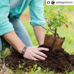 Jackie Shroff Instagram - #Repost @pedlagaobhidu • • • • • • A special message appeal from our favourite, jackie shroff #PedLagao Campaign forward. Take a #SelfieWithAPlant and further nominate (3 names) to plant a tree and nominate 3 more to so and send to us #PedLagaoCampaign #plantation #PlantATree #planttrees #SaveEnvironment #save #love #nature #niceinitiativemk #pedlagao