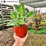 Jackie Shroff Instagram – #Repost @pedlagaobhidu
• • • • • •
#Repost.. thanks @dr.arjita_dutta
• • • • • •
1. Ped lagao 
2. Take a #SelfieWithAPlant #PictureWithAPlant 
3. Further nominate (3 names) to plant a tree and nominate 3 more to do so. .
.
.
#GoGreen #SaveEnvironment #PedLagaoCampaign #PlantAdoptation @pedlagaobhidu @mayank1780 @rcody_3012 @nannisingh @apnabhidu .
.
.
@diana_ganguly 
@monika.dey.3 
@sreejanguhaniyogi