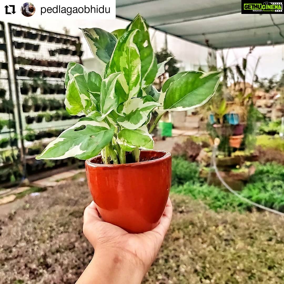 Jackie Shroff Instagram - #Repost @pedlagaobhidu • • • • • • #Repost.. thanks @dr.arjita_dutta • • • • • • 1. Ped lagao 2. Take a #SelfieWithAPlant #PictureWithAPlant 3. Further nominate (3 names) to plant a tree and nominate 3 more to do so. . . . #GoGreen #SaveEnvironment #PedLagaoCampaign #PlantAdoptation @pedlagaobhidu @mayank1780 @rcody_3012 @nannisingh @apnabhidu . . . @diana_ganguly @monika.dey.3 @sreejanguhaniyogi