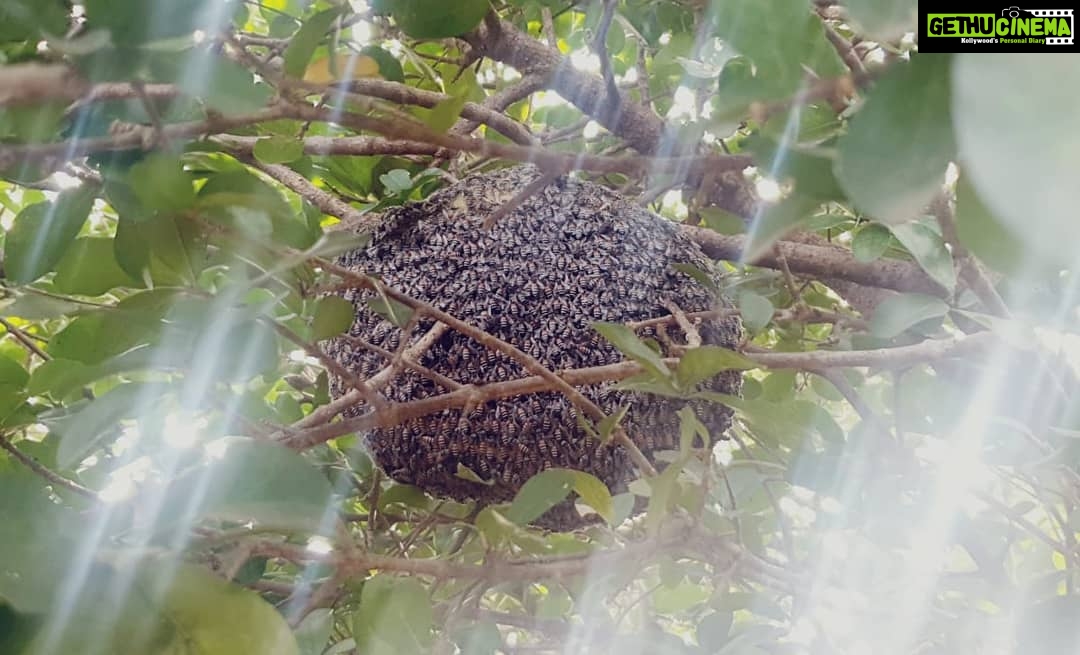 Jackie Shroff Instagram - #SaveBees #Pollination #SaveEnvironment
