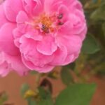 Jackie Shroff Instagram - Bees Gaya Apun Gaye.. Protect ..