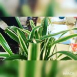Jackie Shroff Instagram -