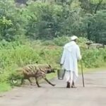 Jackie Shroff Instagram – Reposted from @thegrasslandstrustindia This clip has been circulated widely for the last few days and is a very bad representation of this species – The Striped Hyena. These shy creatures always avoid humans and provide cleaning services for the ecosystem. In a decade of Striped Hyena observation done by the trust team, there hasn’t been a single case of aggression shown by these animals.

The possible case scenarios for this highly unusual encounter – 
1. The animal was already chased and harassed by the crowd. People already waiting on the street with their cameras on, point towards this possibility more. The already distressed animal attacked anything that came close to it.

2. Possibility of rabies infection. deadly diseases like rabies are transmitted because of free ranging dogs. An animal with rabies gets aggressive and tries to bite anything that is within the range.

सध्या अनेक माध्यमांद्वारे एक व्हिडिओ मोठ्या प्रमाणावर प्रसारित होत आहे, जो भारतीय पट्टेरी तरसाबाबत गैरसमज पसरवू शकते.
 व्हिडिओत दिसणारा प्राणी- ‘भारतीय पट्टेरी तरस’ हा अतिशय लाजाळू प्राणी असून नेहमीच माणसापासून दूर राहणे पसंत करतात आणि मुख्य म्हणजे पर्यावरणाच्या स्वच्छतेचे काम करतात.
 द ग्रासल‍ँँड ट्रस्ट टीमने गेल्या दशकभरात केलेल्या तरसाच्या पाहणीत अशा एकाही घटनेची नोंद नाही.
 या, अत्यंत असामान्य चकमकीमागे खालील संभाव्य कारणे असू शकतात- 
  १. व्हिडिओत दिसणाऱ्या तरसाचा काही लोकांनी आधीच पाठलाग करून त्याला त्रास दिला असावा, त्यामुळे व्यथित होऊन त्याने त्या व्यक्तीवर बचावात्मक हल्ला केला असावा.
 तरसाने हल्ला करण्या आधीच ही घटना आपल्या मोबाईलद्वारे टिपण्याचा प्रयत्न करण्यासाठी जमलेल्या जमावावरून ही शक्यता अधिक वाटते.

  २. दुसरी शक्यता- तरसाला रेबिज सारख्या रोगाचा संसर्ग झाला असू शकतो.
 मोकाट फिरणाऱ्या कुत्र्यांमार्फत रेबिजसारखे प्राणघातक रोग अश्या वन्य प्राण्यांना होतात, ज्यामुळे ते अधिक आक्रमक होतात व वाटेत आलेल्या कोणत्याही गोष्टीस चावण्याचा प्रयत्न करतात.

Here are the links to our IGTV videos both in English & Marathi, which provide information on how Hyenas protect our ecosystems.

English Version: https://www.instagram.com/tv/CLvmYtOBgk6/?utm_medium=copy_link

Marathi Version:
https://www.instagram.com/tv/CLwB52ahfty/?utm_medium=copy_link