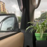 Jackie Shroff Instagram – Way to protect from toxic in car bhidus keep spider plant in the car