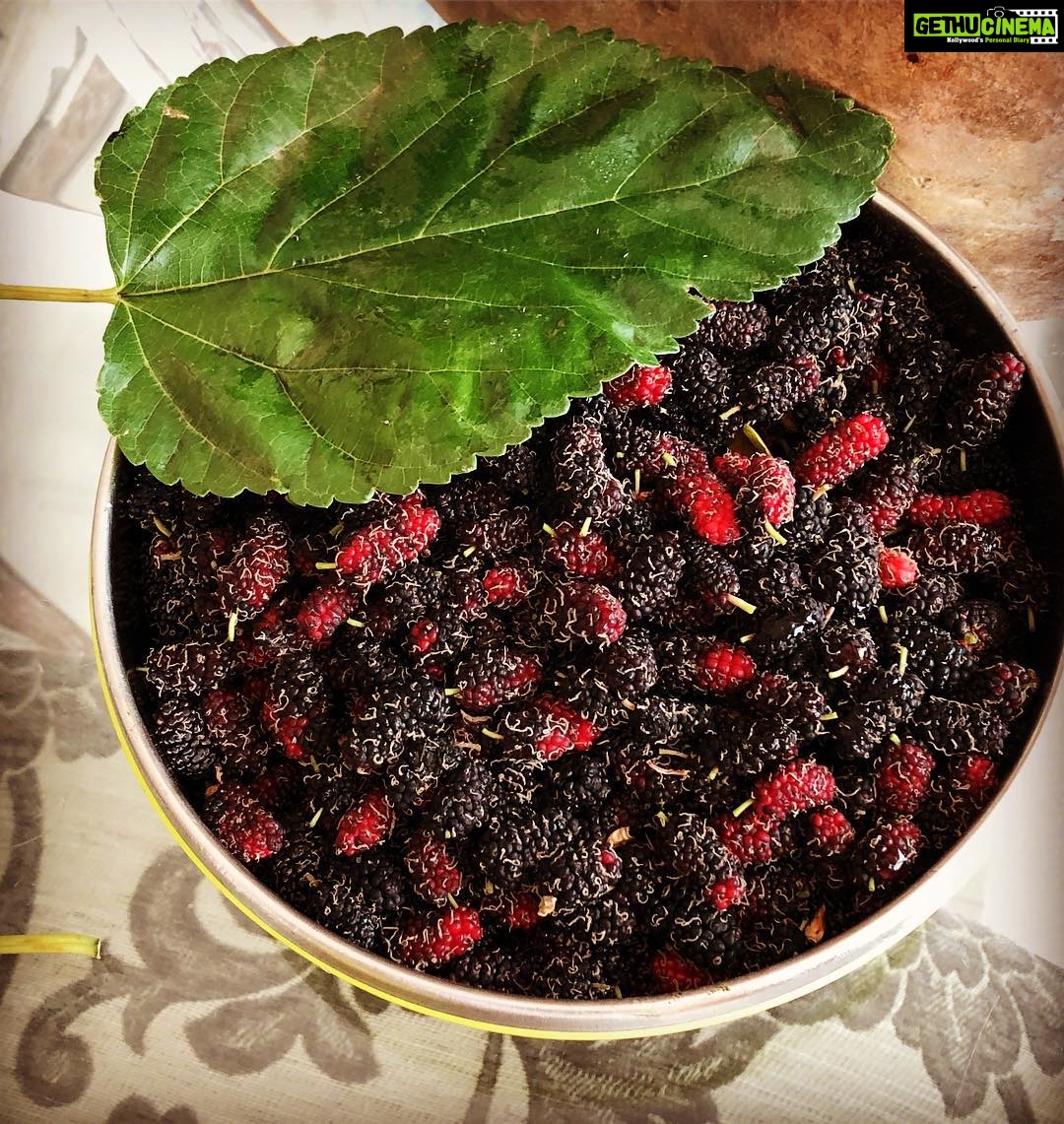 Jackie Shroff Instagram - Mulberry bhidus no pesticide