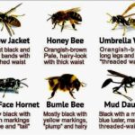 Jackie Shroff Instagram - know the bees before they disappear !! http://www.craveonline.com/mandatory/1373435-japan-just-invented-robot-bees-can-pollinate-earth